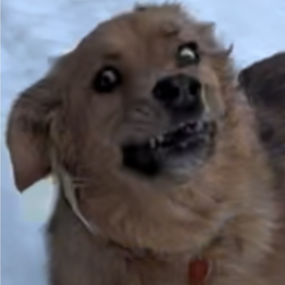 Meet your Posher, Jemmi - Picture 1 of 1